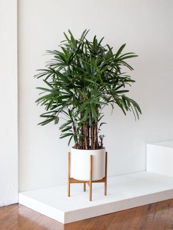 indoor plants picture