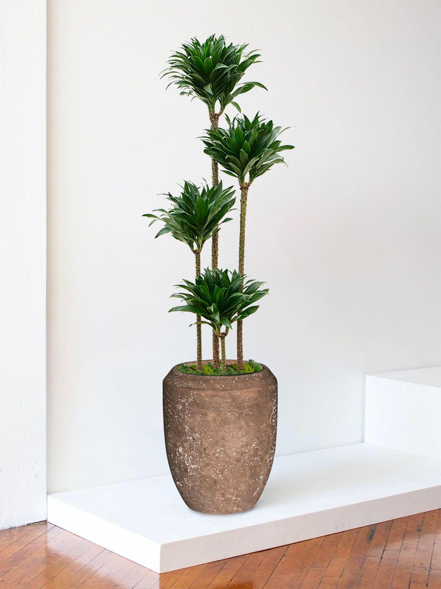 Dracaena Fragrans Compacta