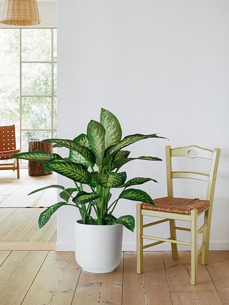Dieffenbachia