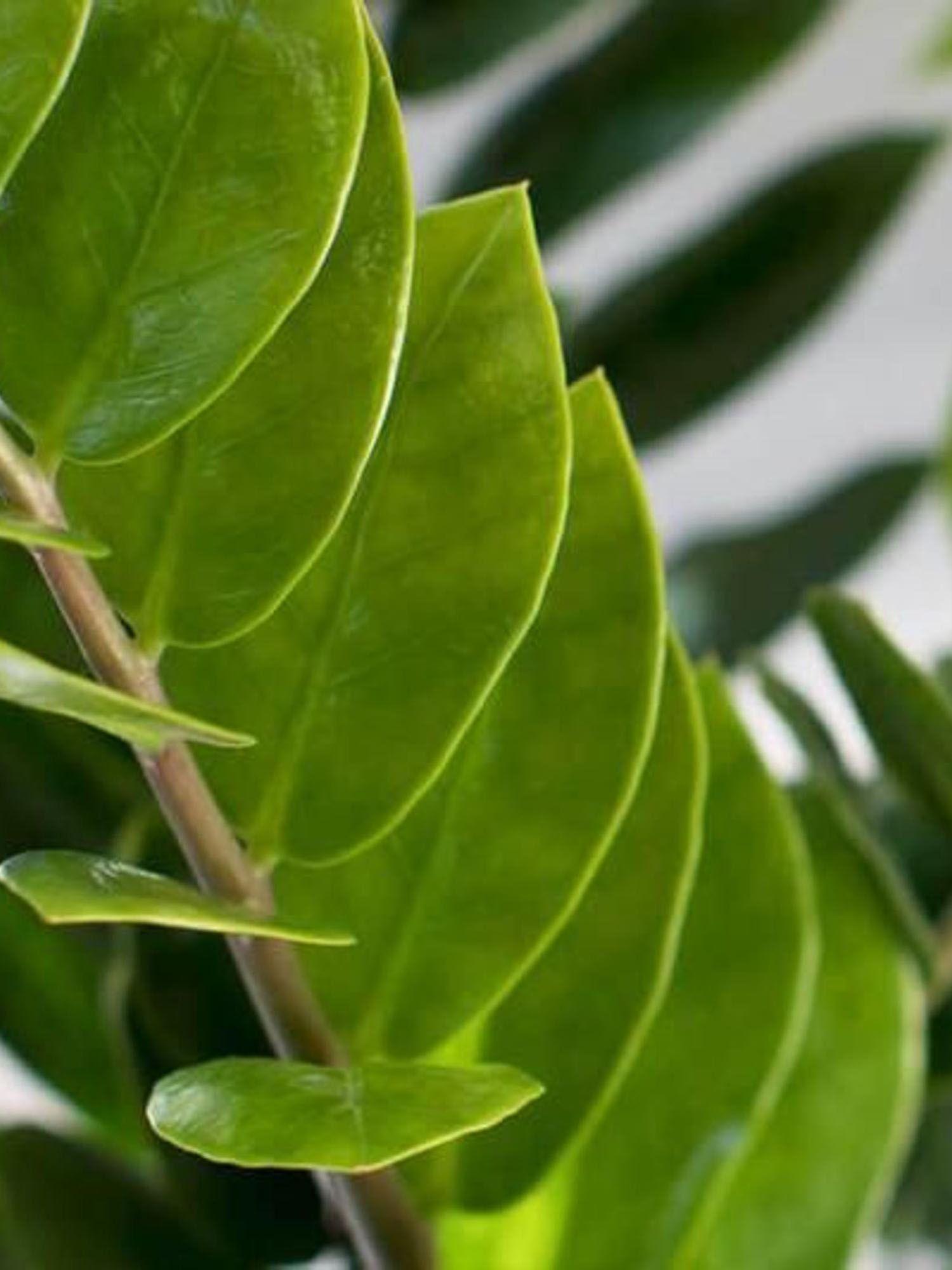 Joyau de Zanzibar - Mid-Century