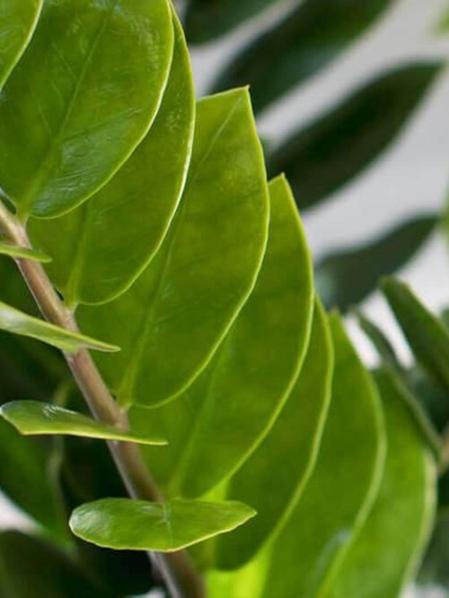 Joyau de Zanzibar - Mid-Century