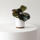 Calathea Medallion