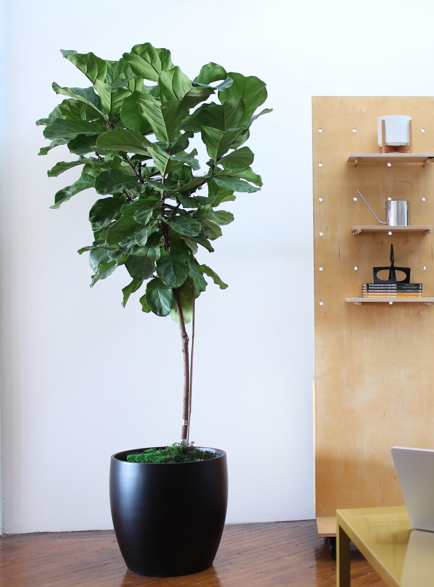 Fiddle Leaf Fig Tree