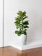 Fiddle Leaf Fig Bush