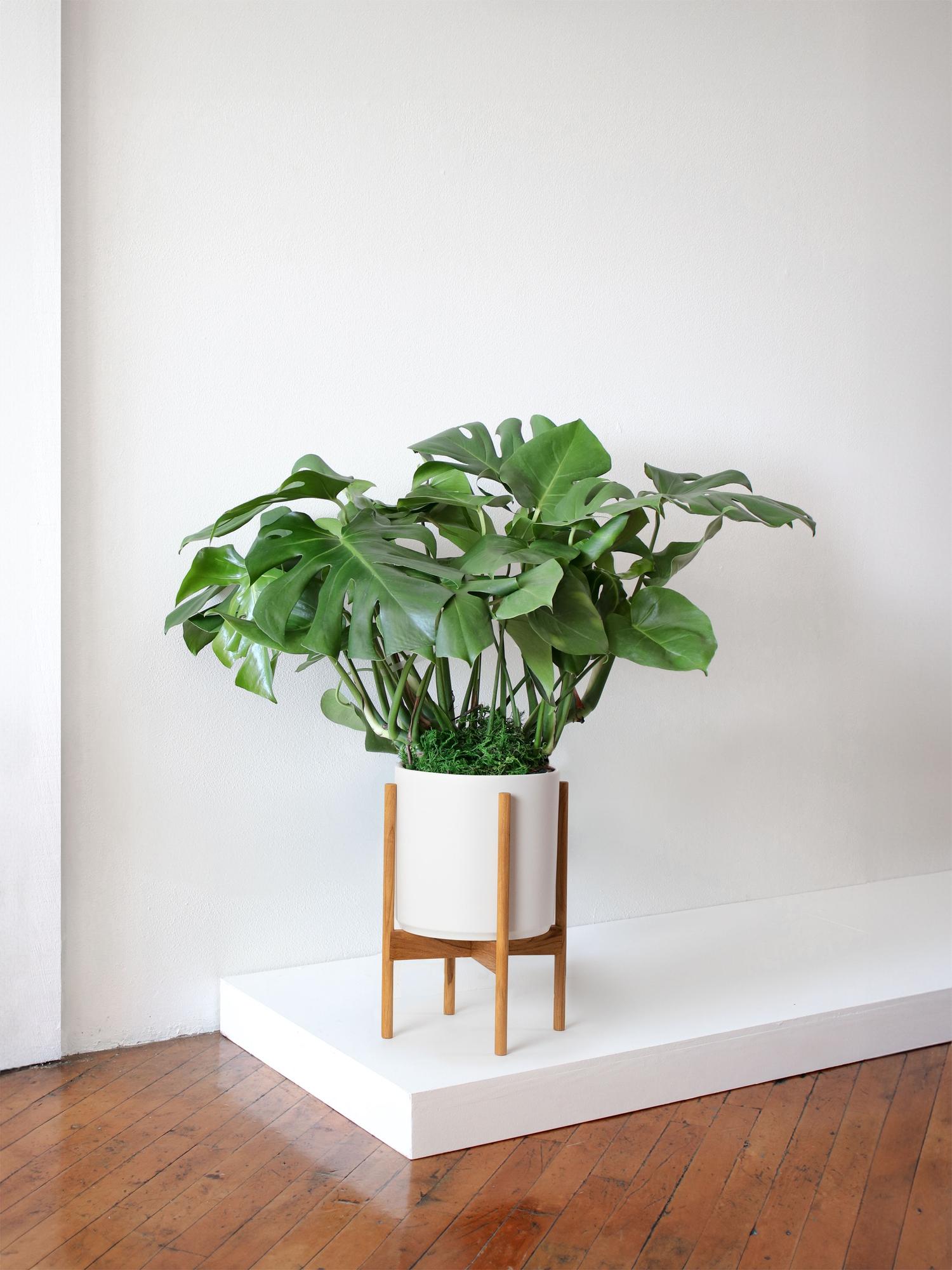 Monstera Deliciosa With Mid-Century Pot Large 2 ½ ft tall – White