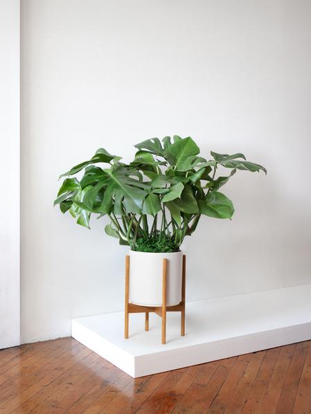 Monstera Deliciosa