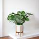Monstera Deliciosa