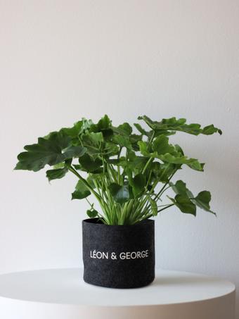 indoor plants picture