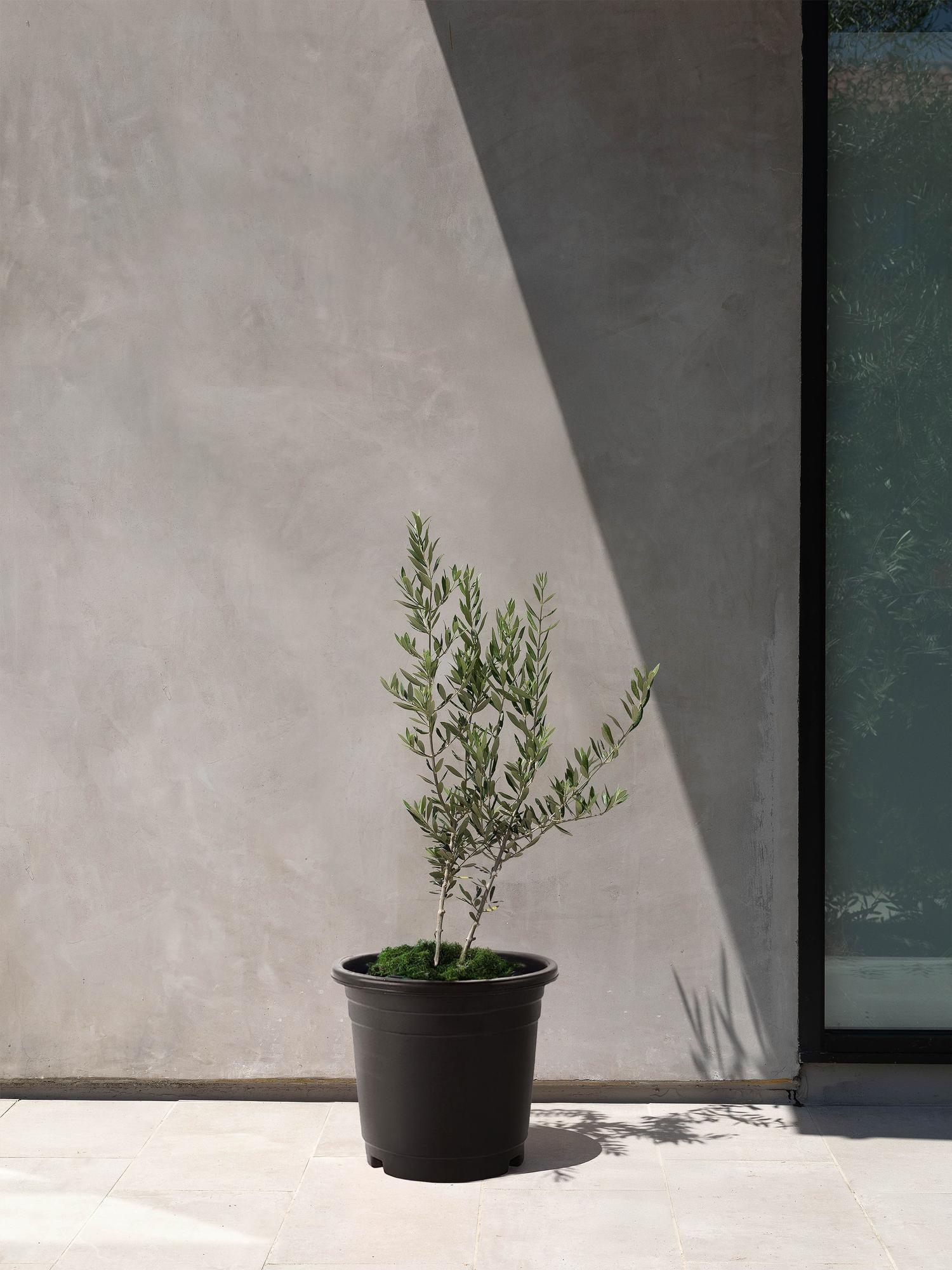 Olive Trees – Potted Plants, Shipped, Léon & George