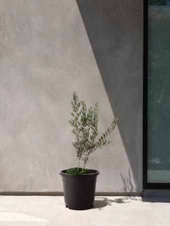 Olive Trees – Potted Plants, Shipped, Léon & George Olive Trees – Potted Plants, Shipped, Léon & George