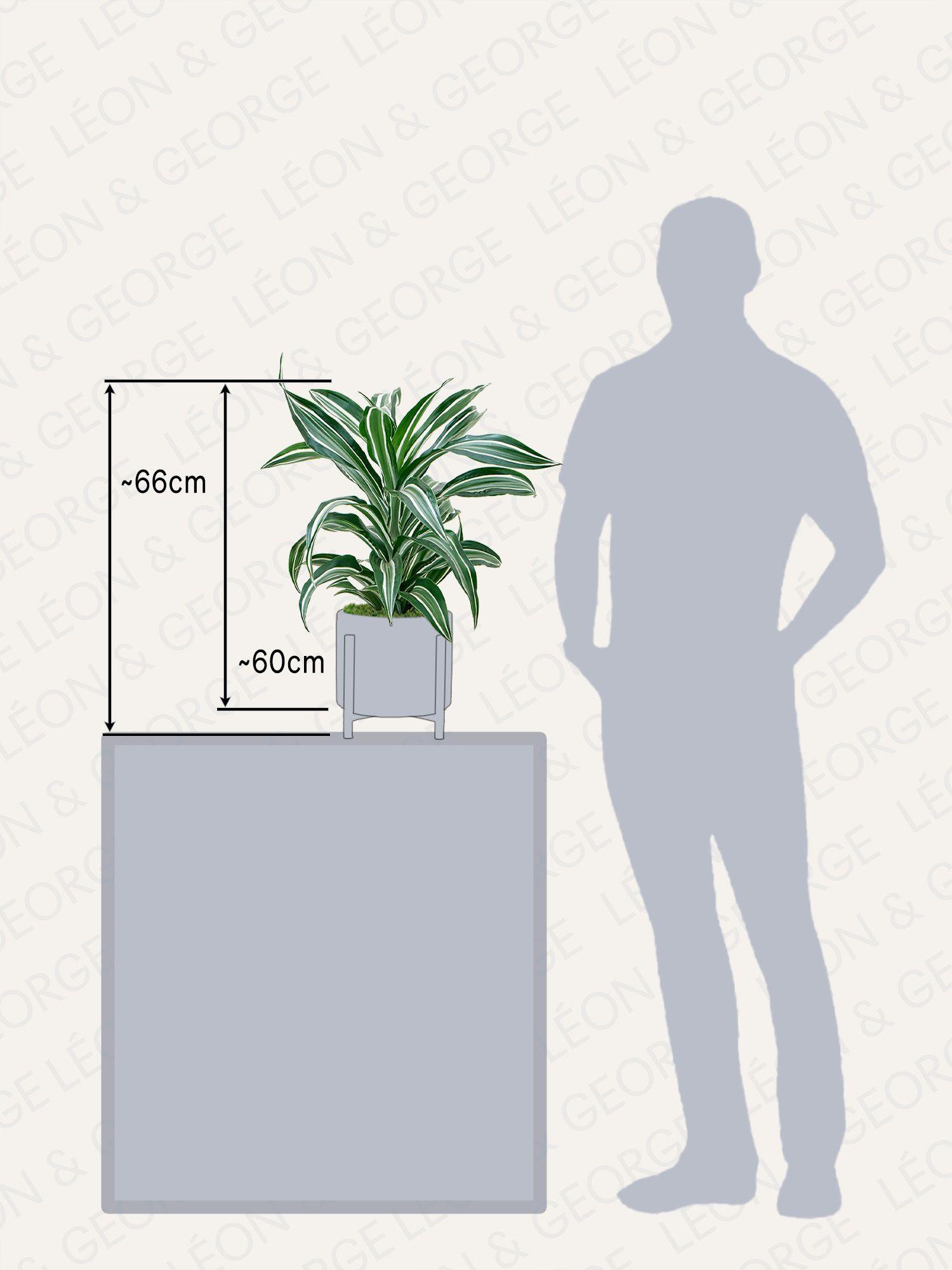 Dracaena Fragrans Joyau de Jade