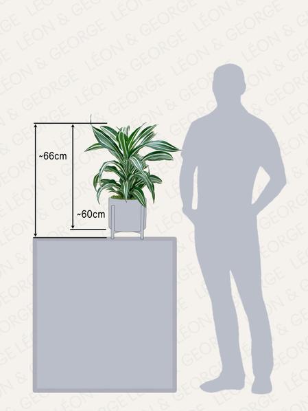 Dracaena Fragrans Joyau de Jade