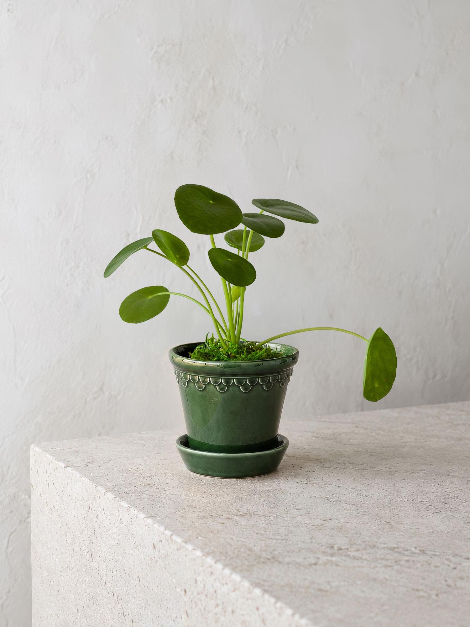 Pilea Peperomioides