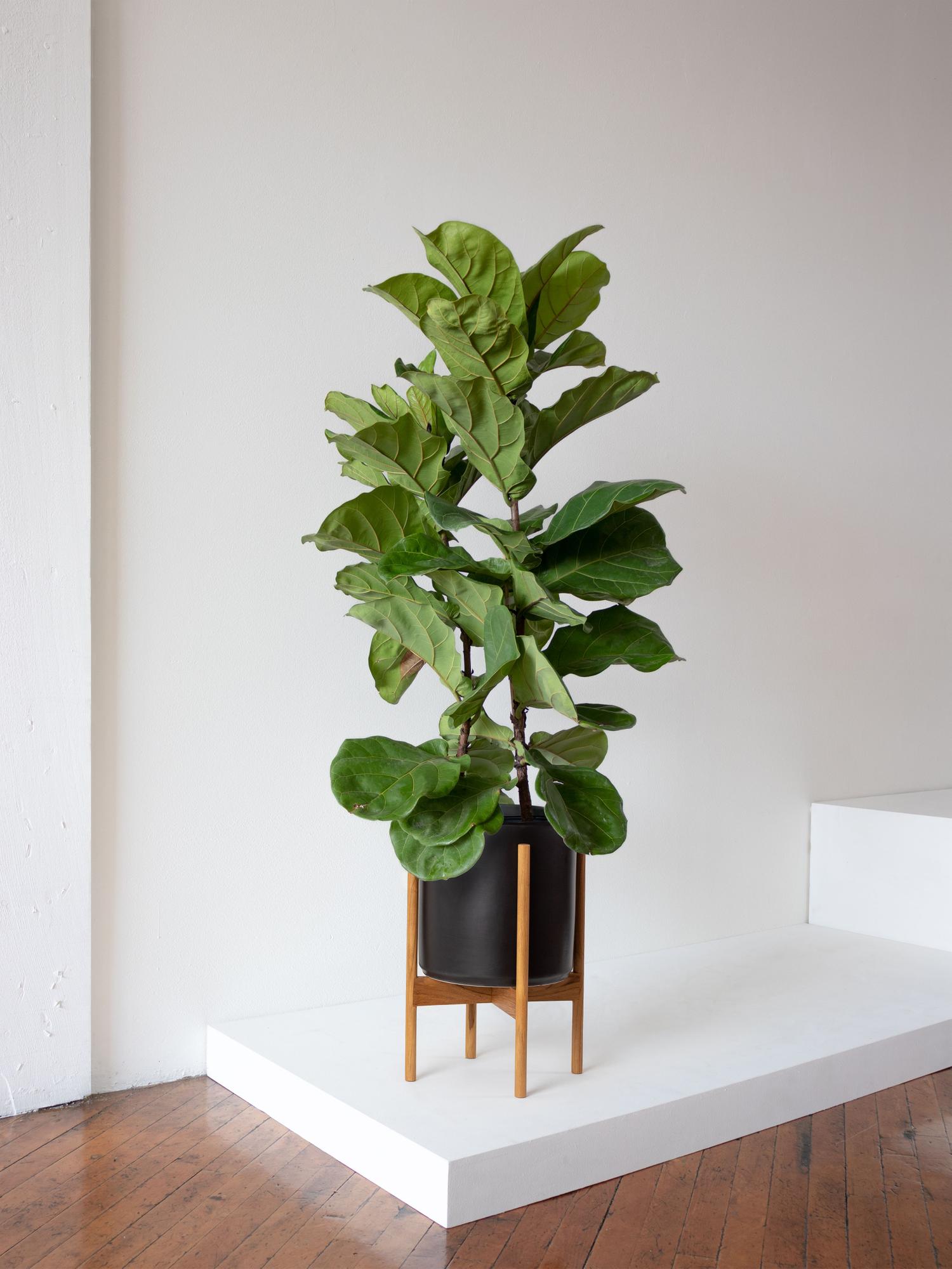indoor zz plant ZZ Plant – Fragrance Plants and Flowers