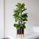 Fiddle Leaf Fig Bush