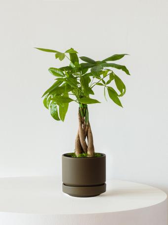 indoor plants picture