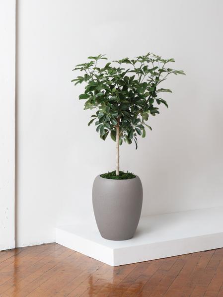 Schefflera Tree