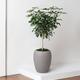 Schefflera Tree