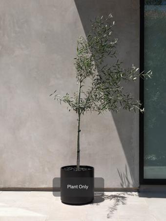 indoor plants picture