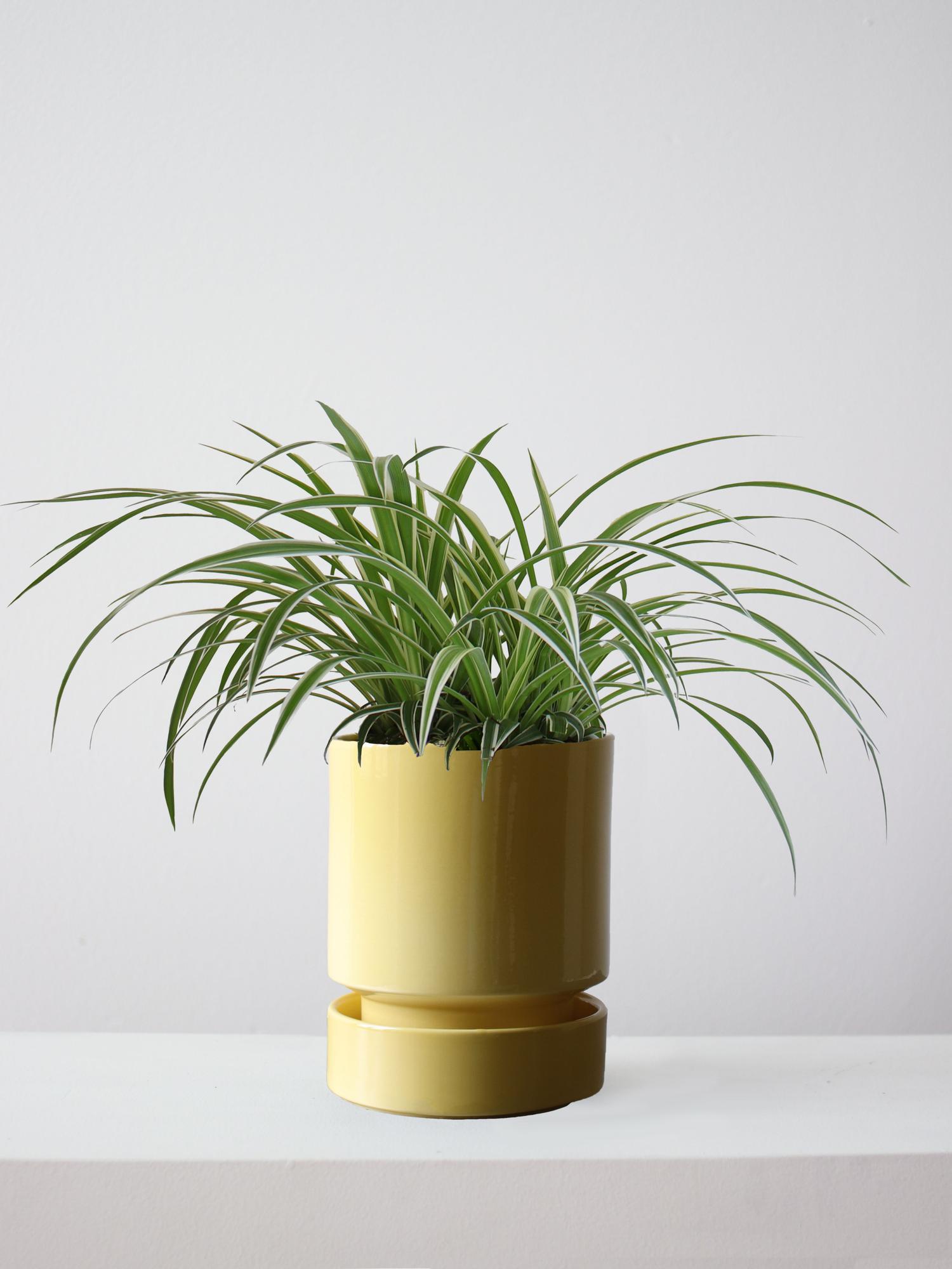 Spider Plant - Buttercup With Saucer 