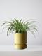 Spider Plant