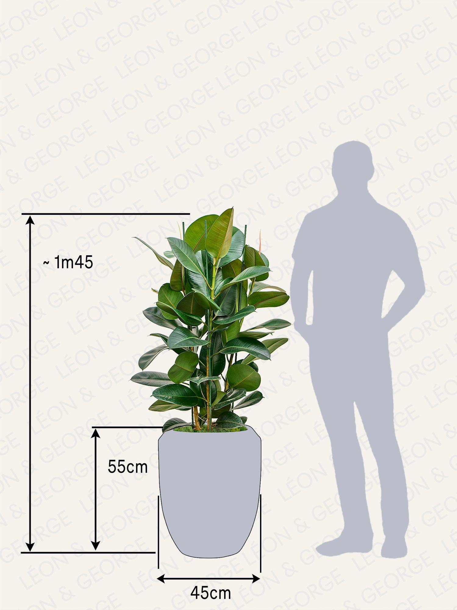 Ficus Elastica Robusta