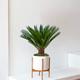 Sago Palm