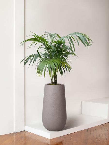 Kentia Palm