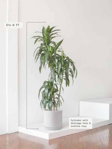 Dracaena Lisa