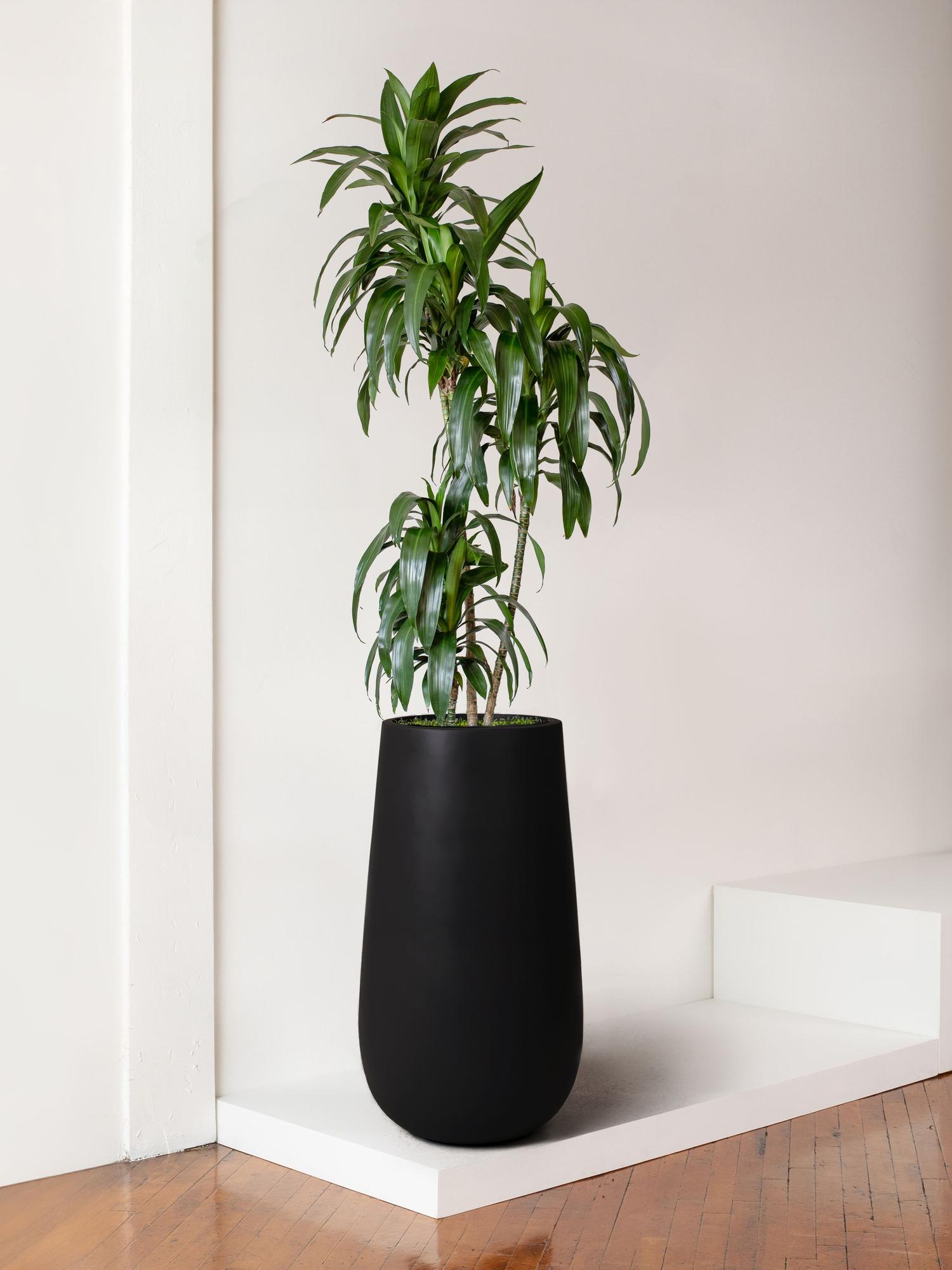Dracaena Lisa