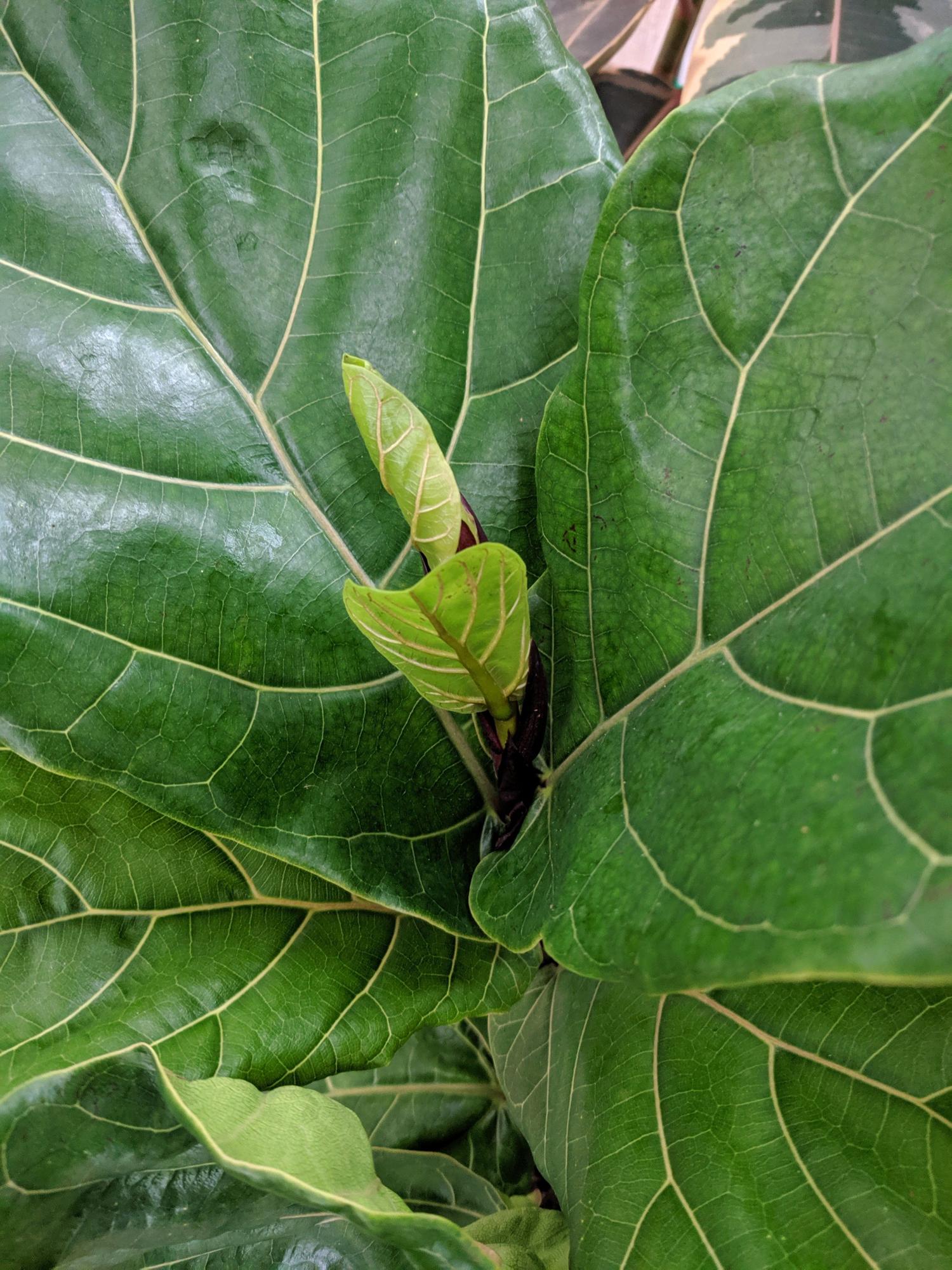 Plant Care Essentials Duo