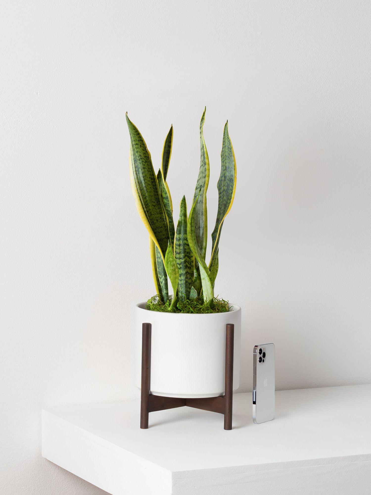 Snake Plant Laurentii