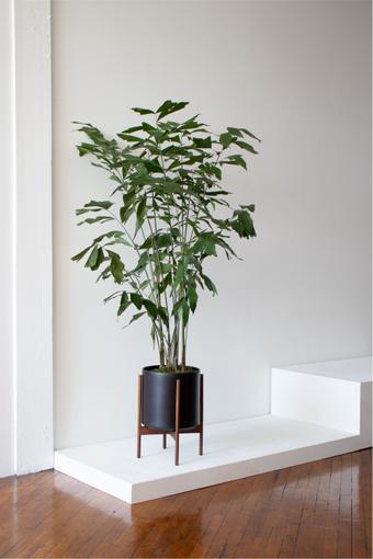 indoor plants picture