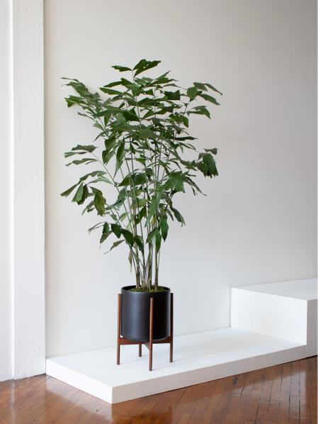 Fishtail Palm