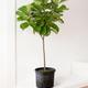 Fiddle Leaf Fig Tree