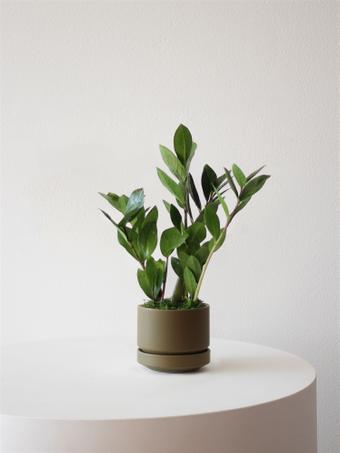 indoor plants picture