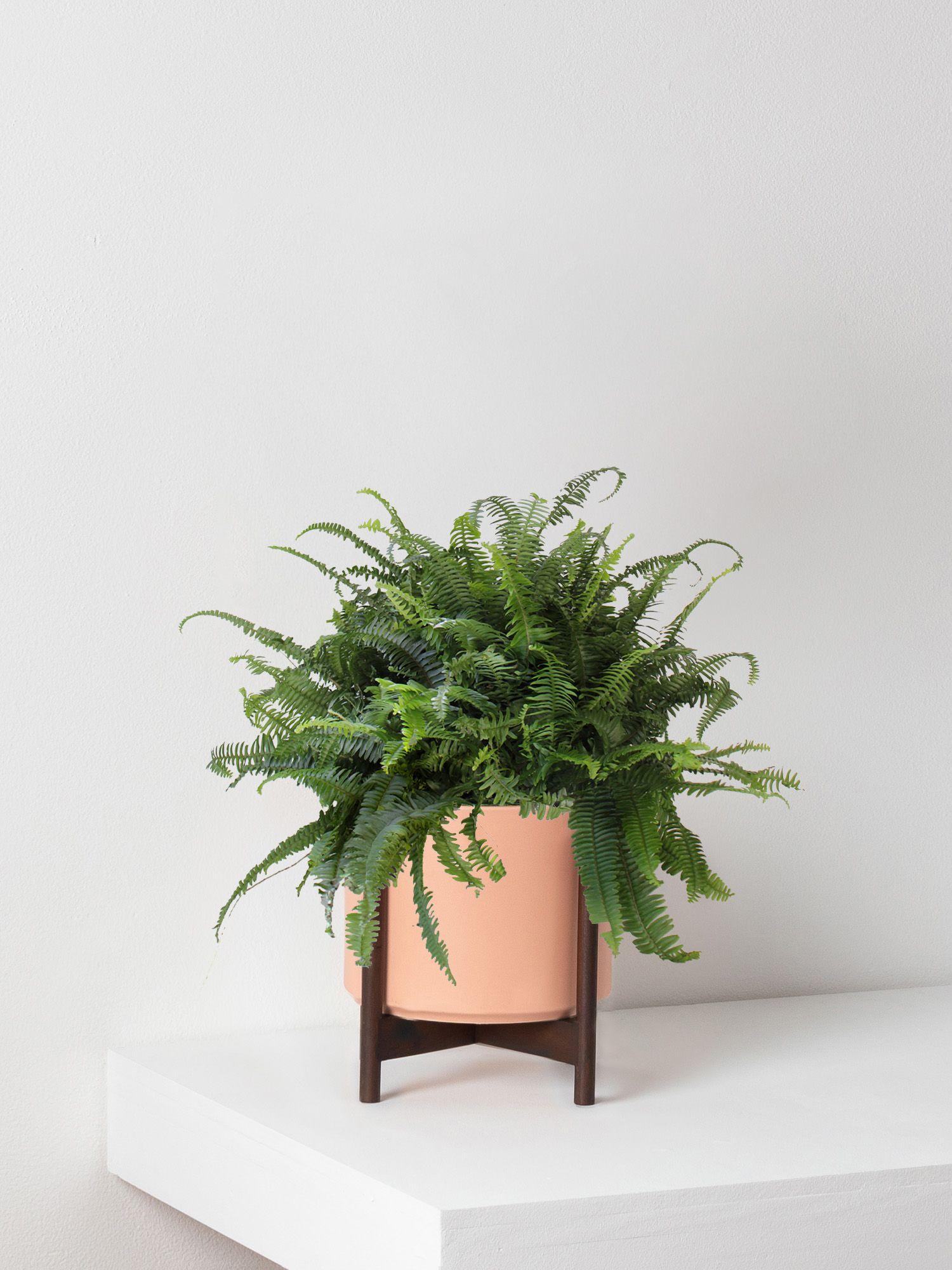 Boston Fern - Coral Ceramic & Dark Stand