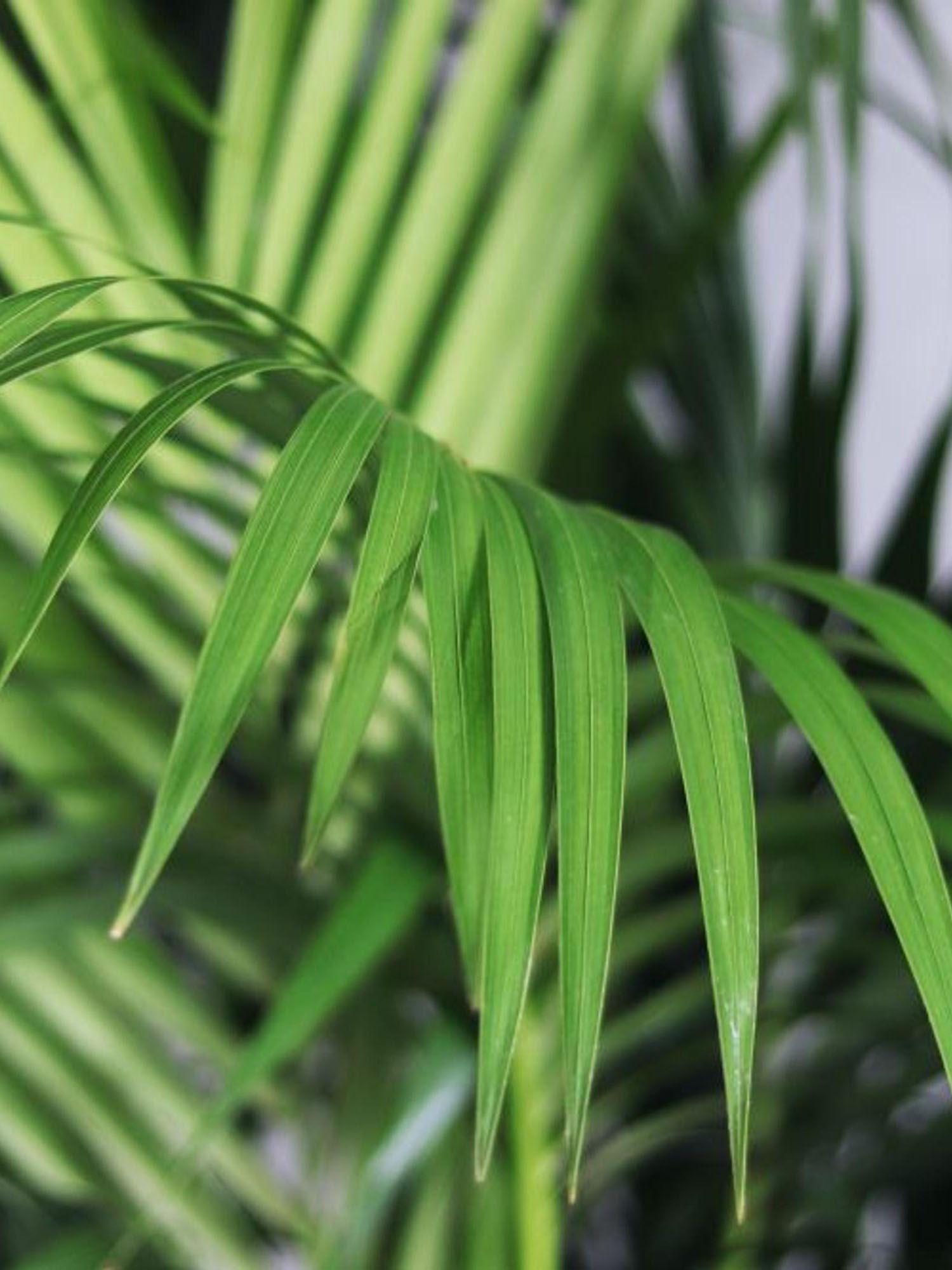 indoor plants picture