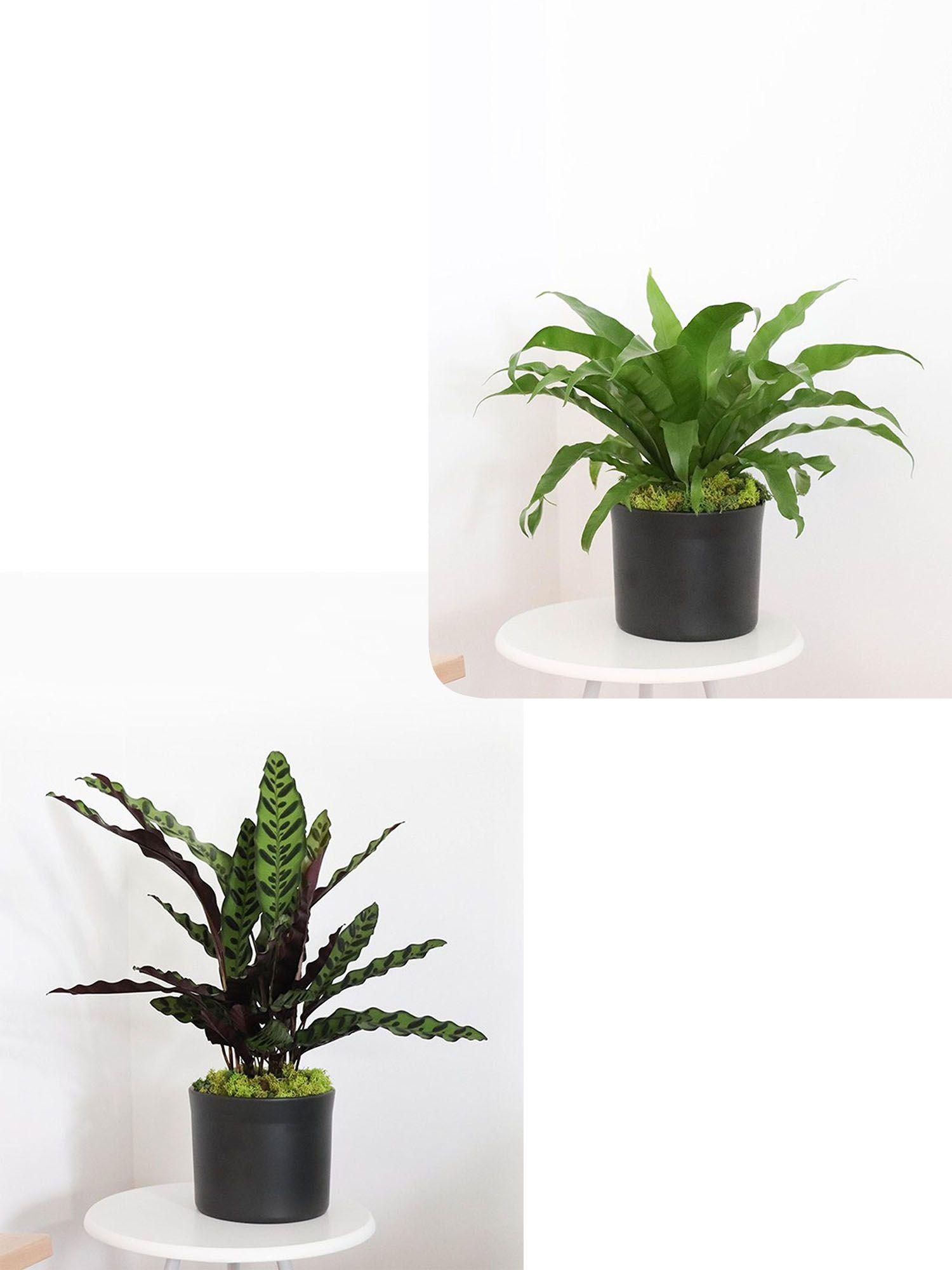 Duo Paon de Rio X Fougère nid d'oiseau - Mid-Century