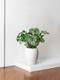 Monstera Deliciosa