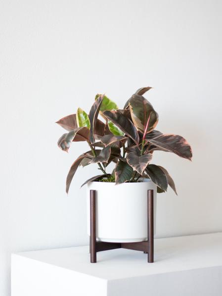 Pink Rubber Plant