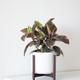 Ruby Rubber Plant