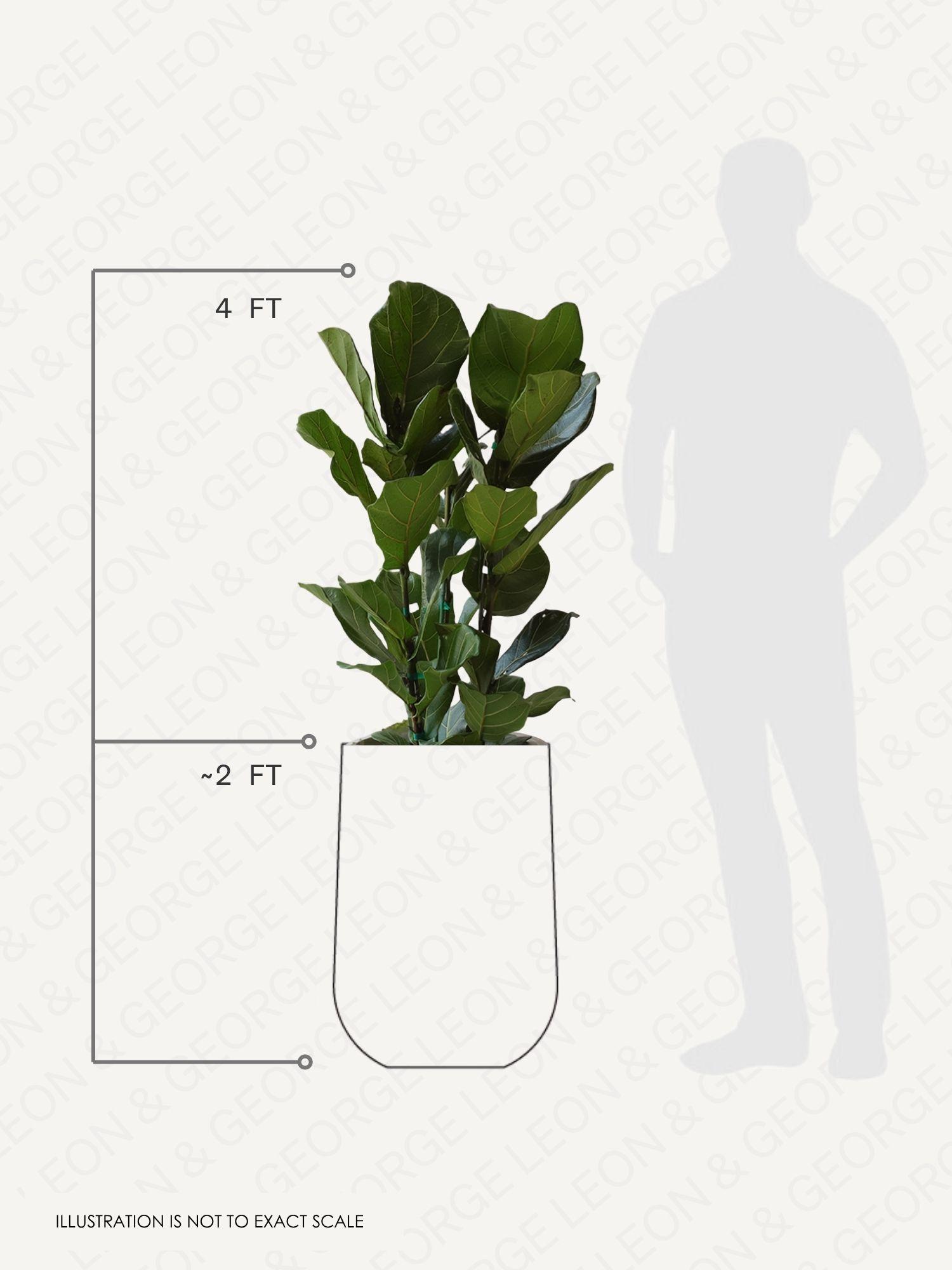 Fiddle Leaf Fig Bush