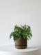 Maidenhair Fern