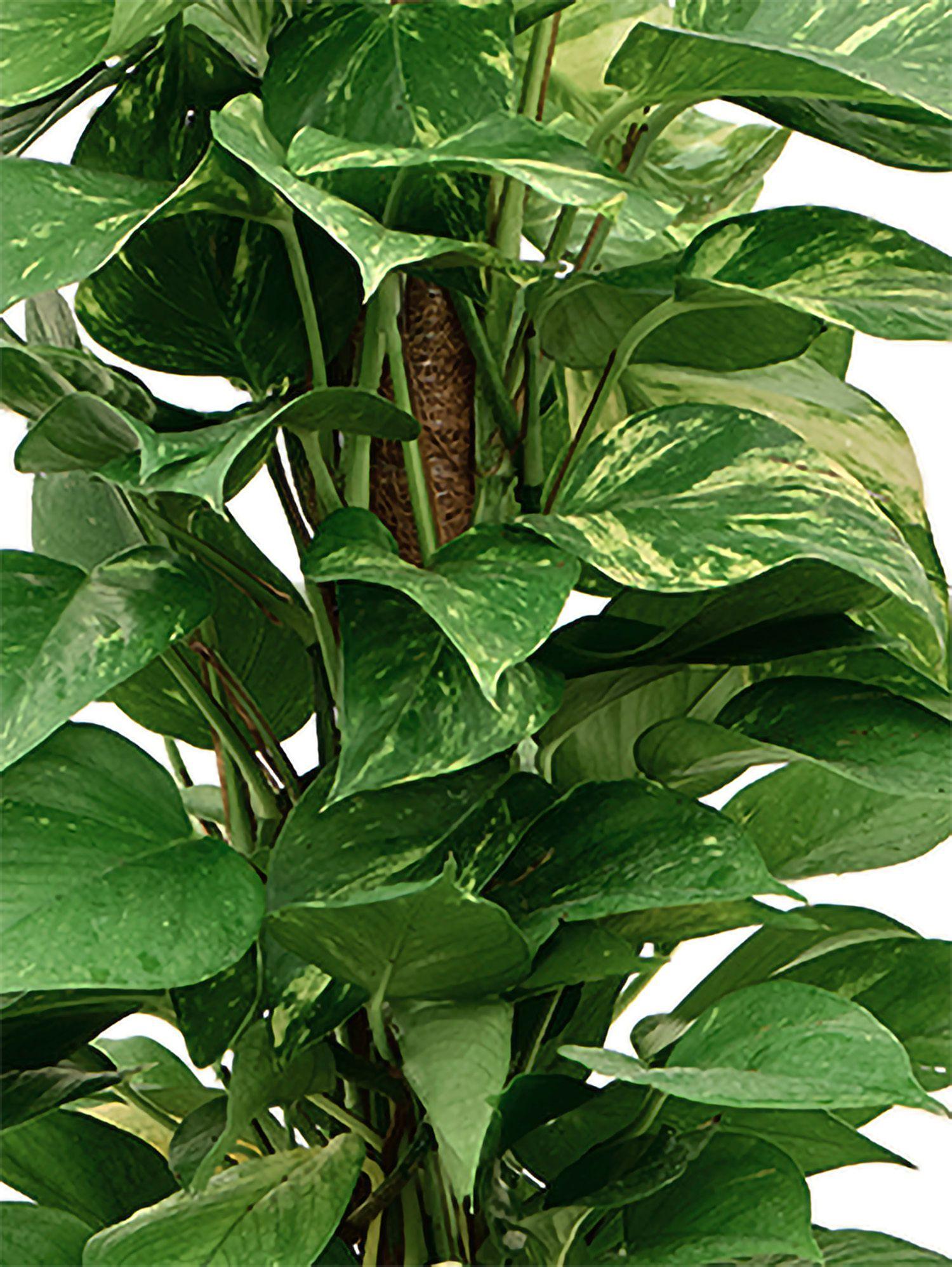 Pothos Colonne