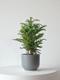 Norfolk Island Pine
