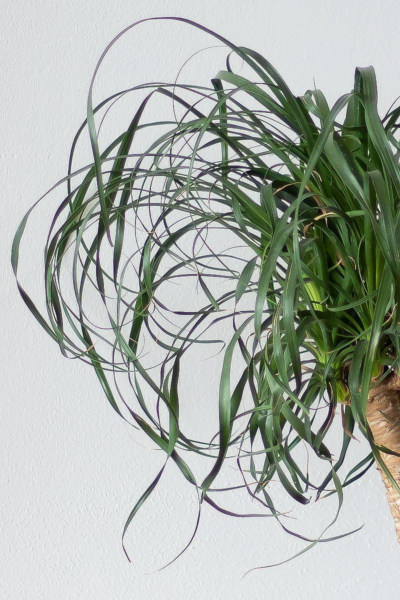 Ponytail Palm - Nouvelle Ceramic