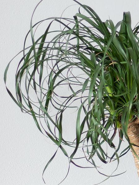 Ponytail Palm - Nouvelle Ceramic