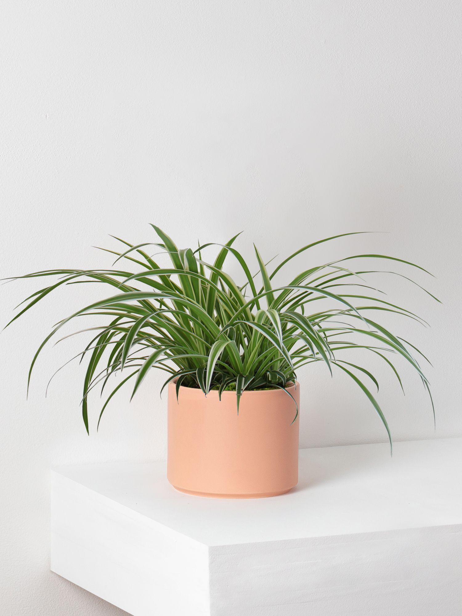 Spider Plant