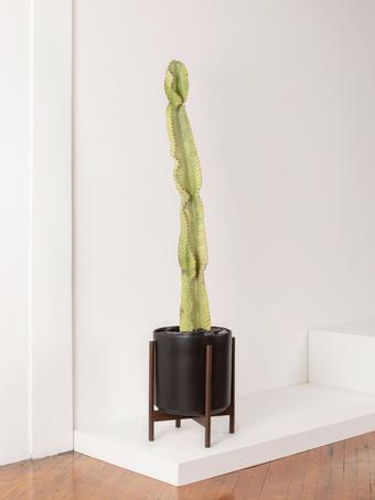 indoor plants picture